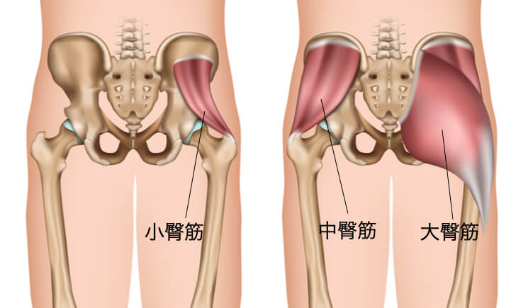 ヒップアブダクションで理想のヒップラインを手に入れよう Fitrize